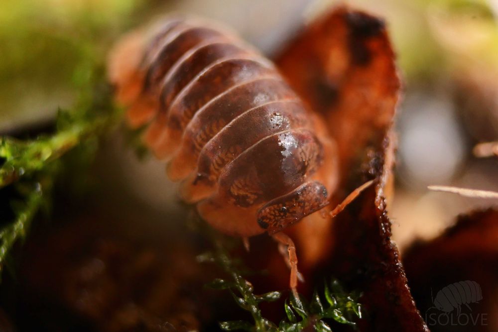 Armadillidae sp. "Miyako" lub "Japanese red edge", równonogi, isopoda.