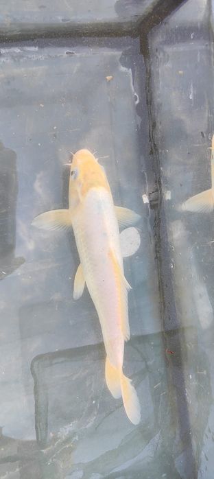 Carpa koi amarela