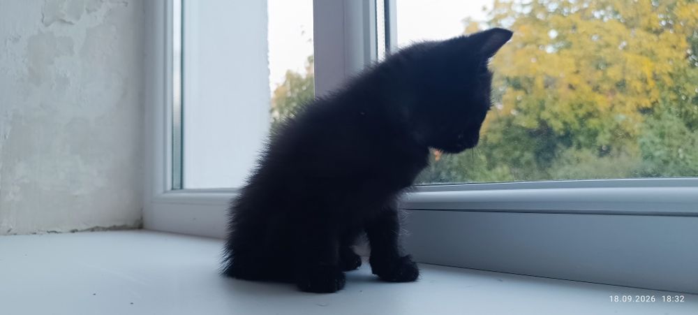 чорний котик кошеня
