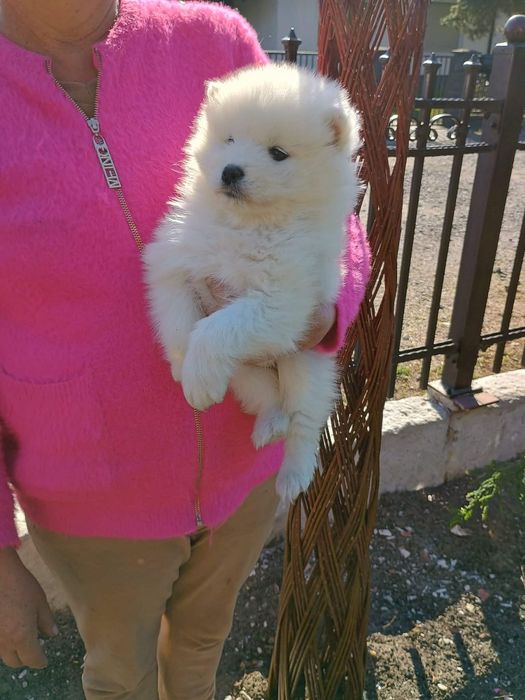 Samoyed przepiękny piesek