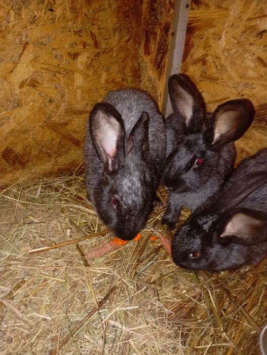 Кролі полтавської срібної породи та бургунці.