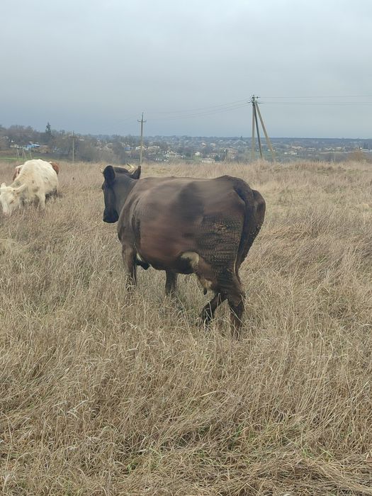 Корова продається