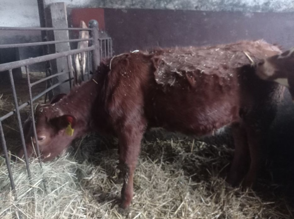 Jałówka ,odsadka od rolnika