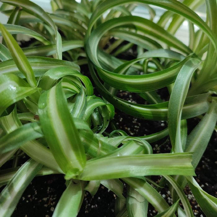 Цветок Хлорофитум кучерявый