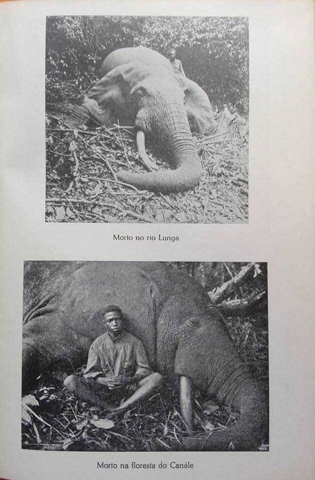 ÁFRICA VIVIDA - Memórias de um caçador de elefantes, de João Teixeira Vasconcelos
