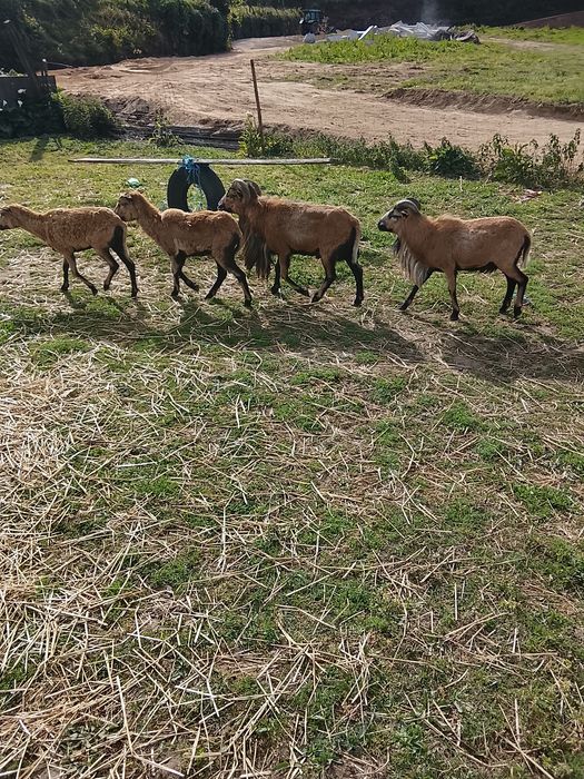 Ovelhas e cabras anas