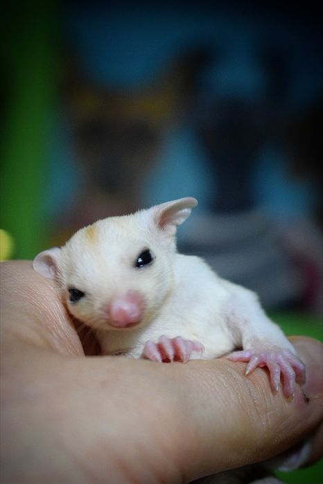 Lotopałanki, lotopałanka, sugar glider. Samiczki