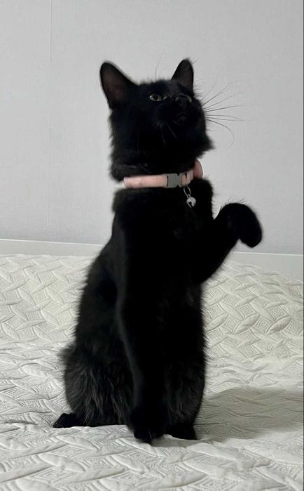 Котенок 8 месяцев (стерил) мальчик