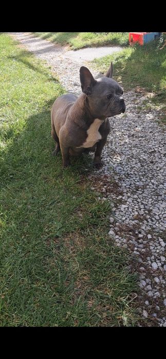 Buldog francuski suczka niebieska