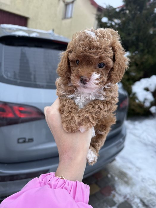 Міні карамельні мальтипу