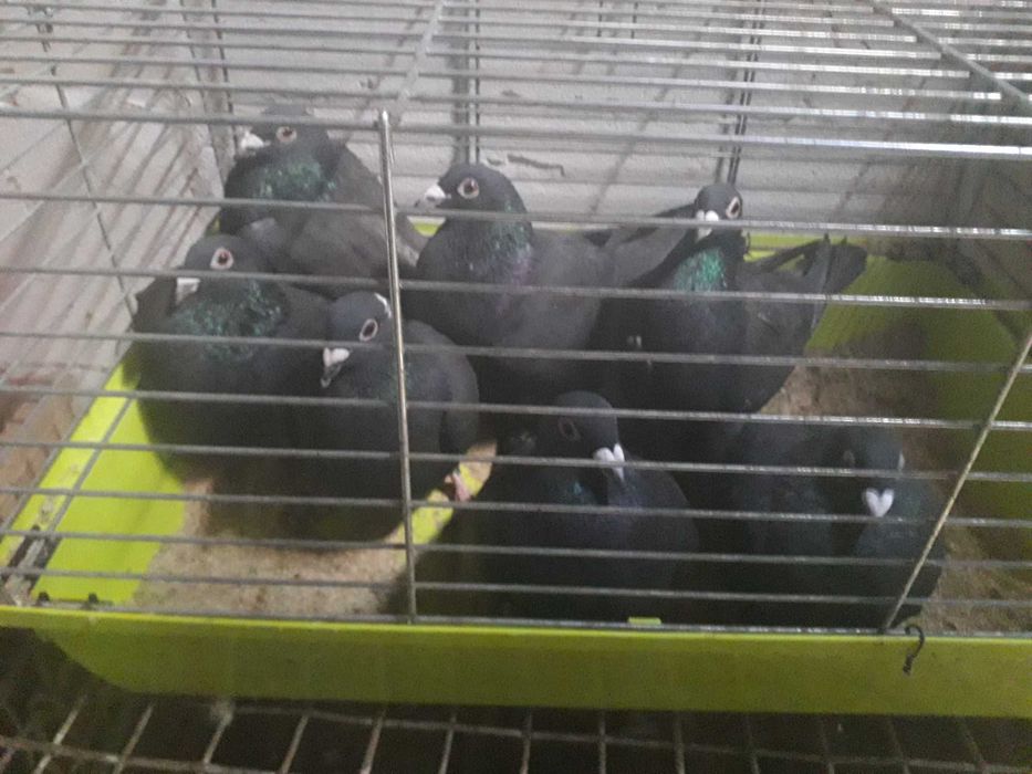 Gołębie pocztowe obroczkowan czarne