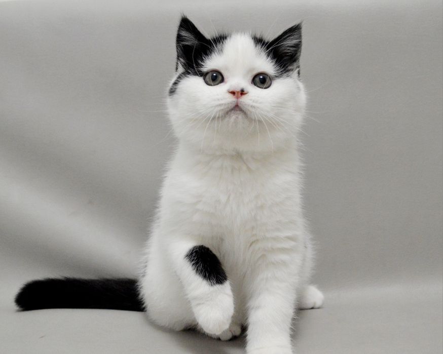 Шикарний шотландський прямовухий хлопчик з відмінним родовідом