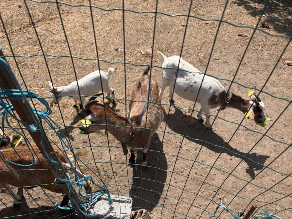 Cabras anãs para venda