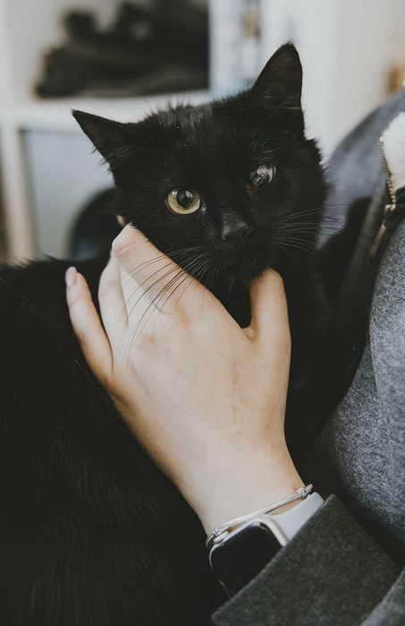 Spokojna kotka do adopcji - Luna szuka domu niewychodzącego - cała Polska