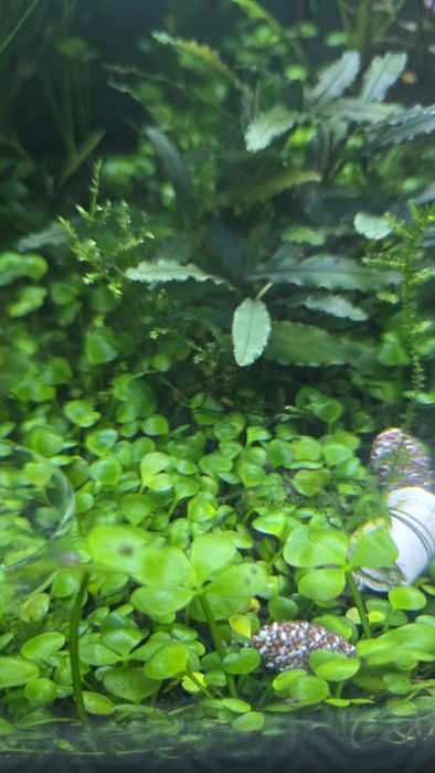 Marsilea Hirsuta roślina trawnik