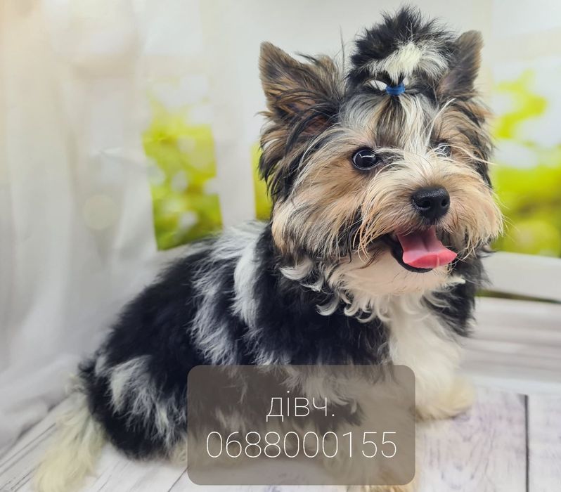 Бівер йорки КСУ терміново!