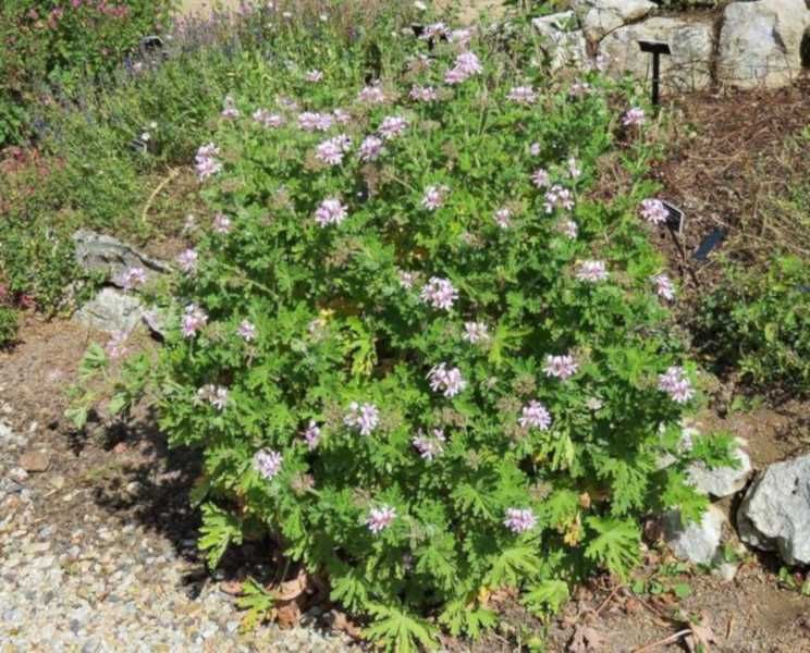 GERANIUM ANGINKA Lecznicza - sadzonki w doniczkach