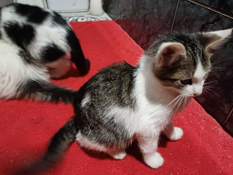 Відам котика в добрі руки безкотовно