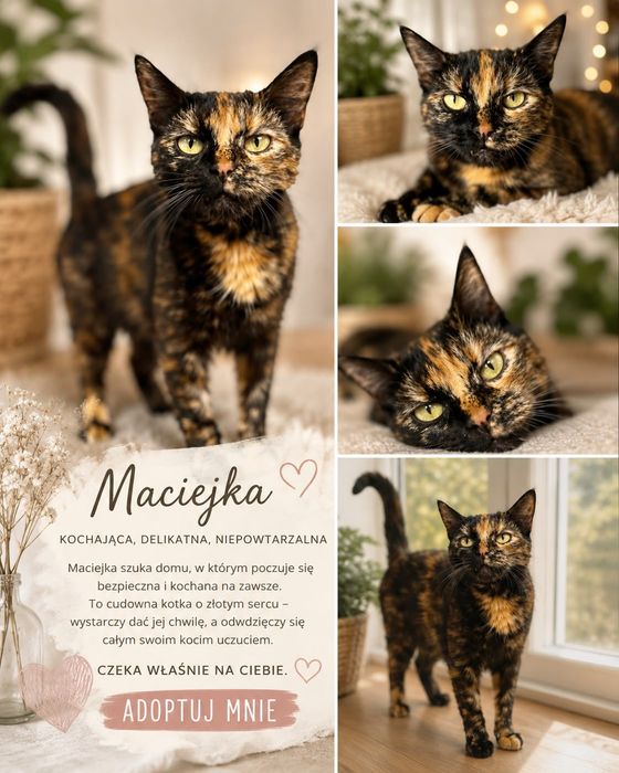 Przekochana Maciejka gorąco poleca się do adopcji:)