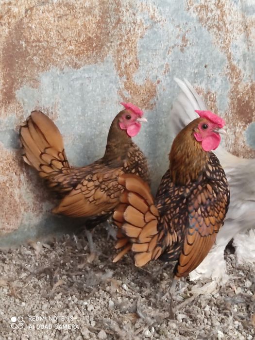 Куры Сибрайт ,Куры