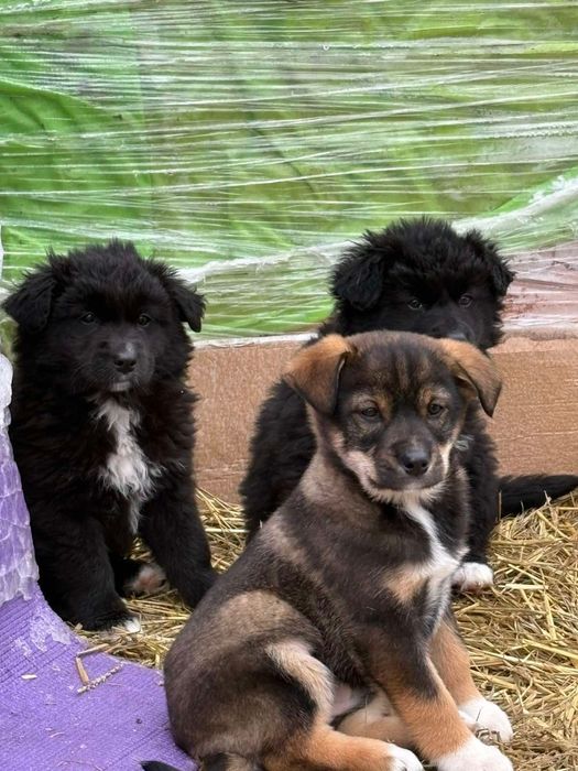 Цуценята шукають дім