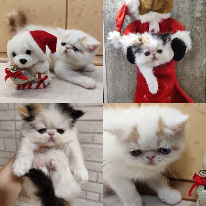 Питомник предлагает котят