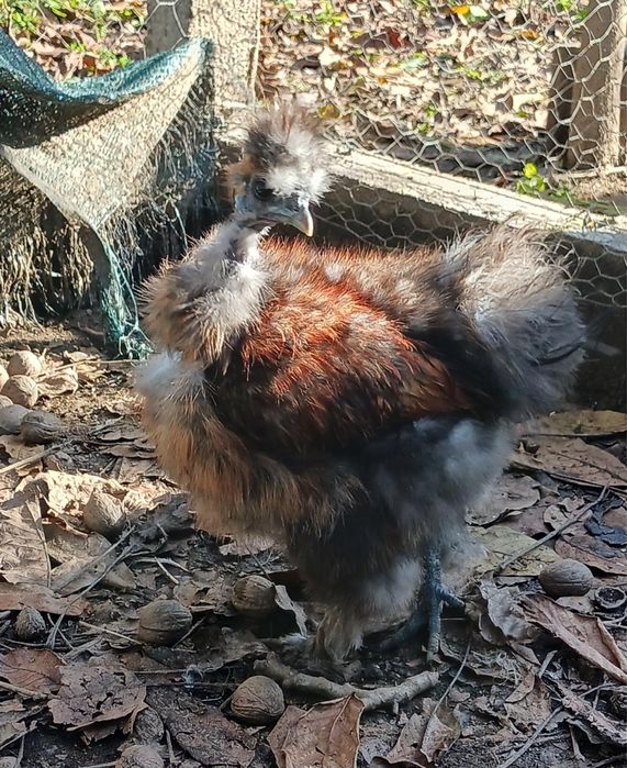 3 Sedosas do Japão (machos)