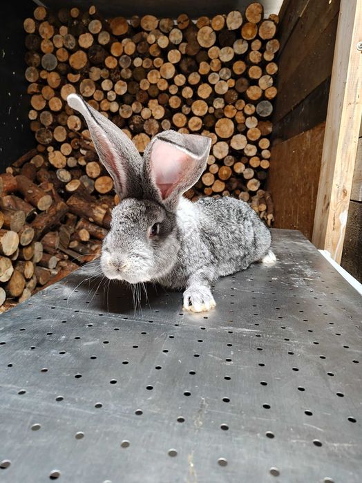 Sprzedam samca olbrzym szynszylowaty