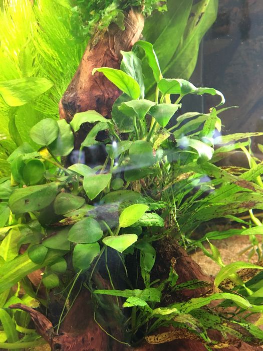 Anubiasy rośliny akwariowe