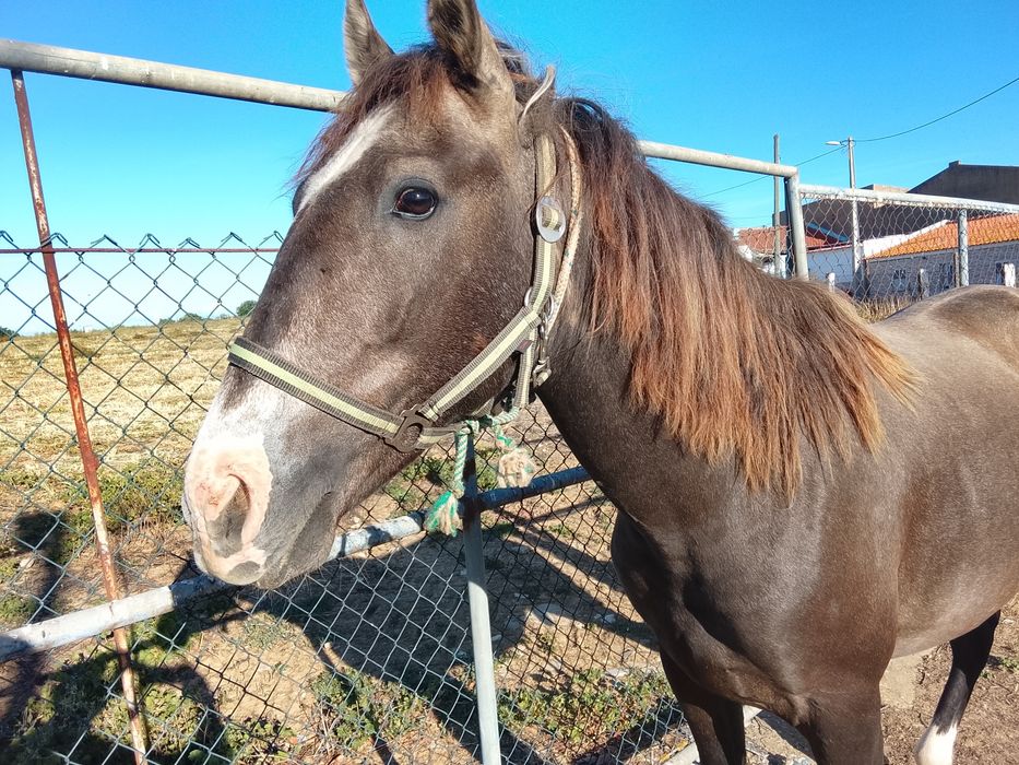 Poldro lusitano com 30meses