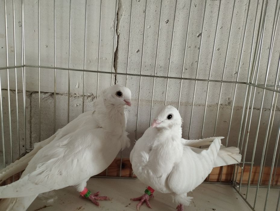 Mewk i białe egipskie, litewskie, kowieńskie