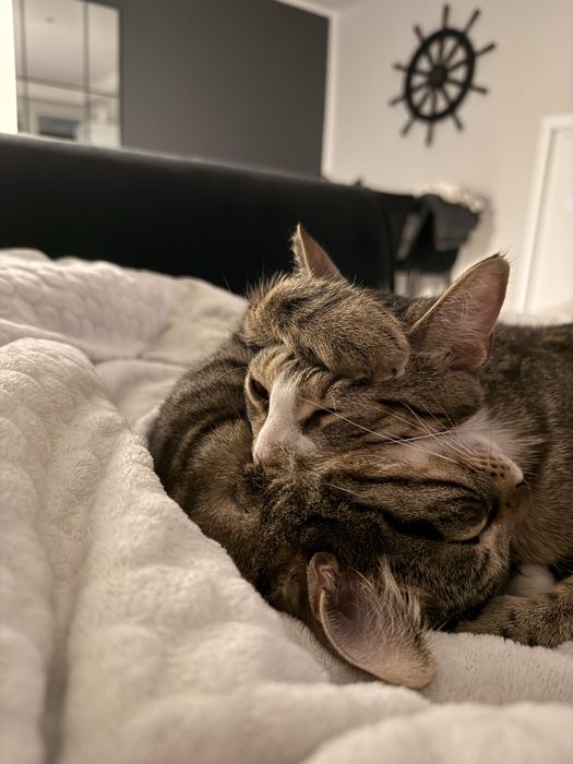 Koty do adopcji - dwaj bracia, 2 lata