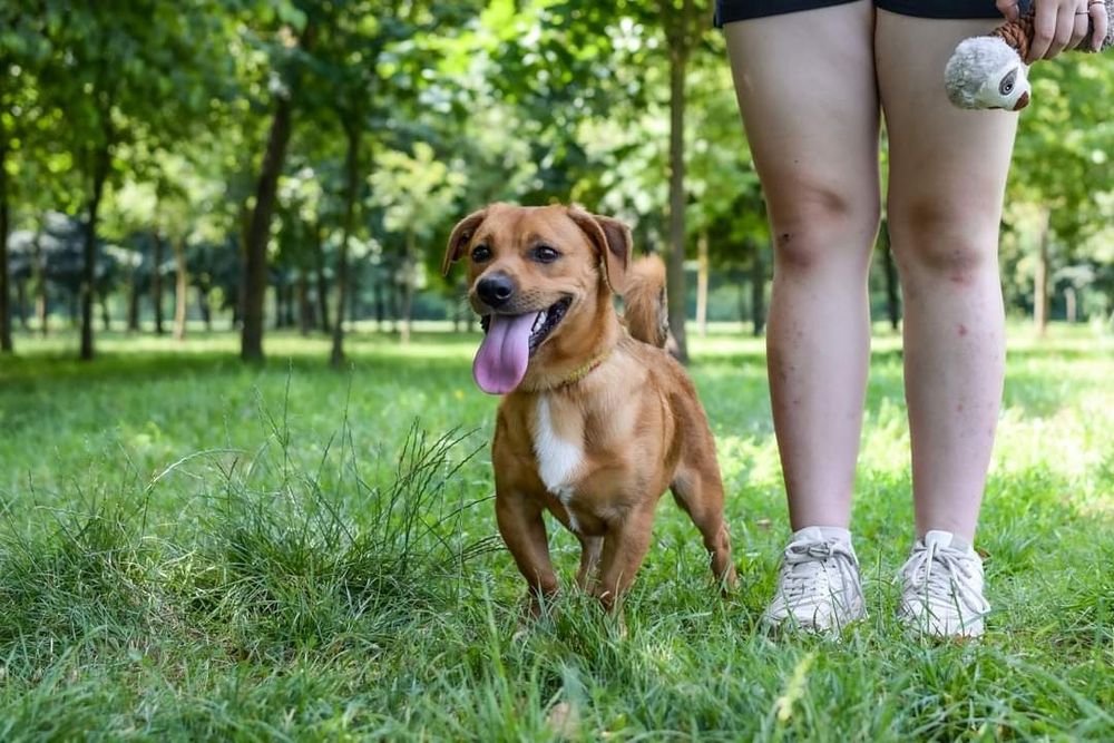 Uroczy, rudy kawaler wniesie do Domu dużo energii i radości!