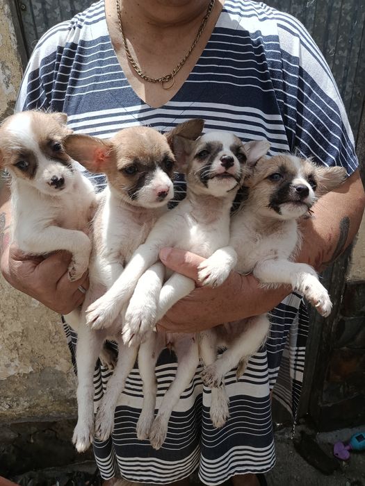 Dão se cãezinhos para Adoção