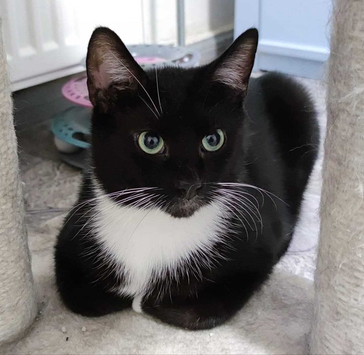 MARTIN – koci dżentelmen w białych skarpetkach