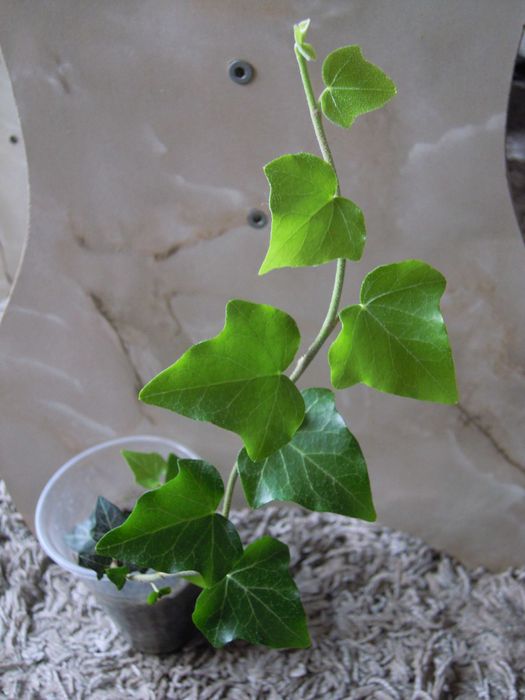 Плющ  вечнозеленый. Отростки. Цветы в Офис. Дизайн.