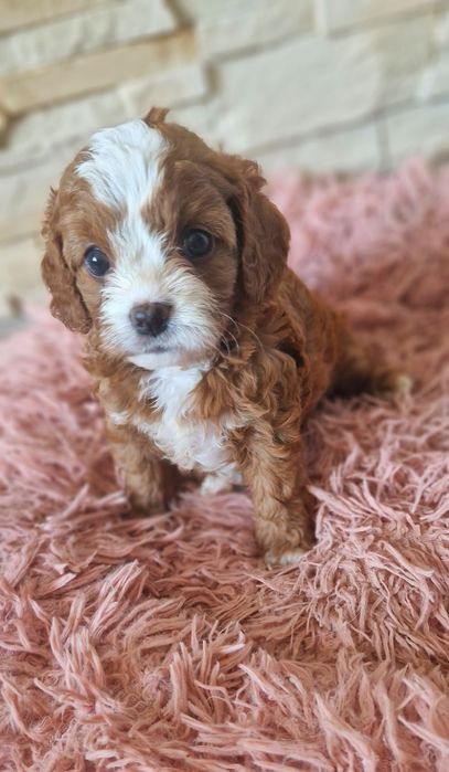 Cavapoo piękna ostatnia sunia