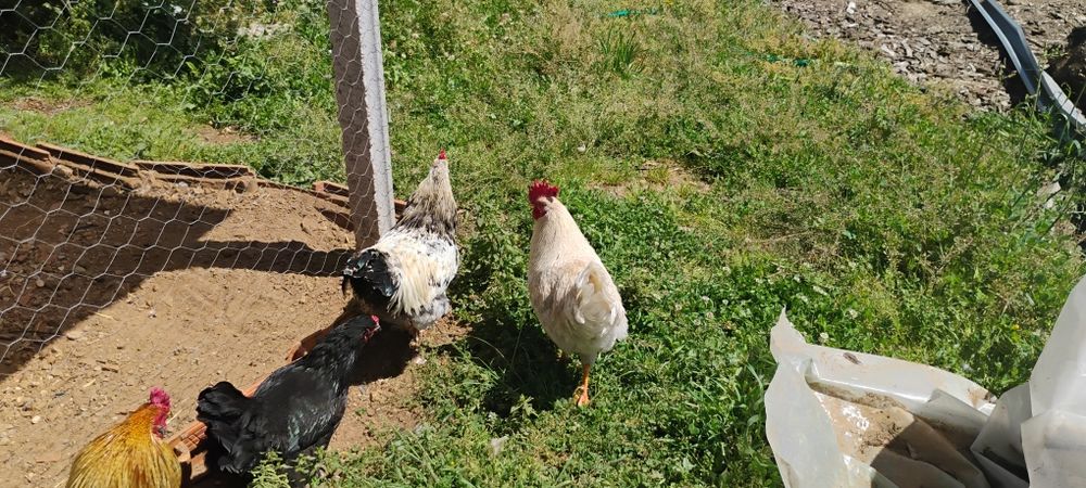 Galos E galinhas