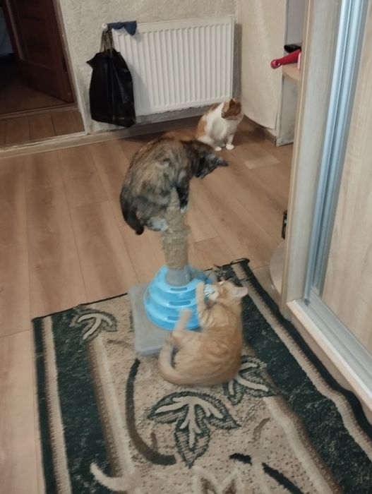 Віддам кошенят безкоштовно