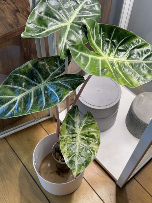 Alokazja Nairobi Night Variegata bulwa
