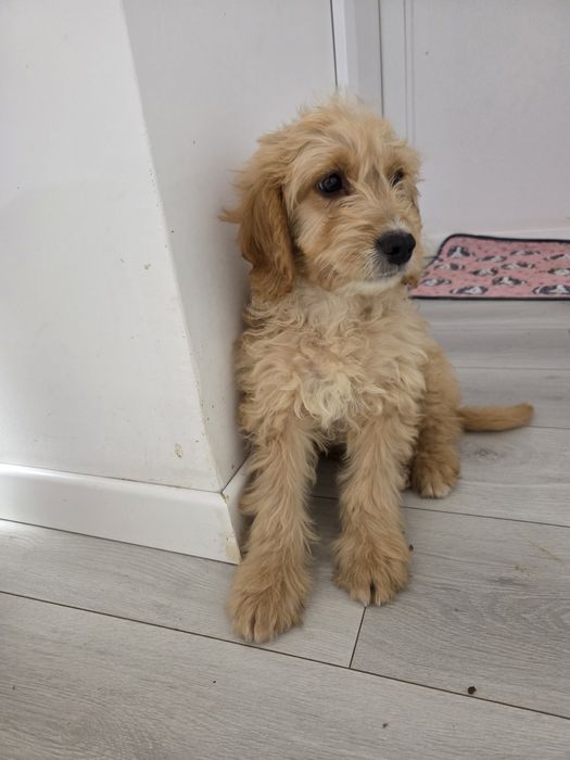 Goldedoodle f1b Mini  Ostatni chłopiec