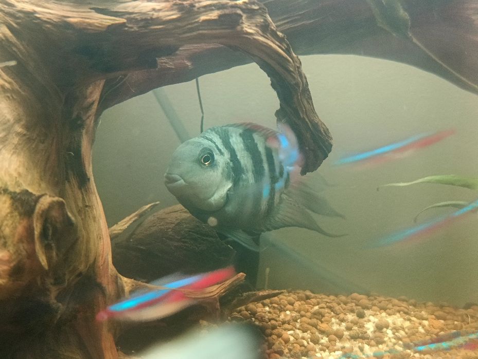 Pielęgnica papuzia Blue Tiger