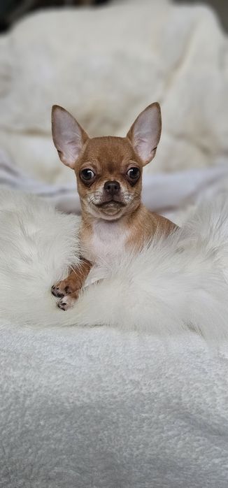 Красотка девочка чихуахуа КСУ