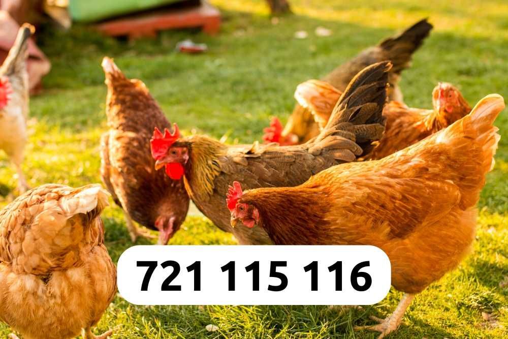 Kury Nioski Darmowa Dostawa Cały Kraj