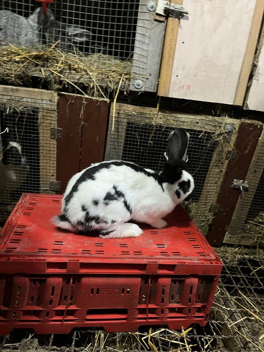 Krolik sameic srokacz niemiecki