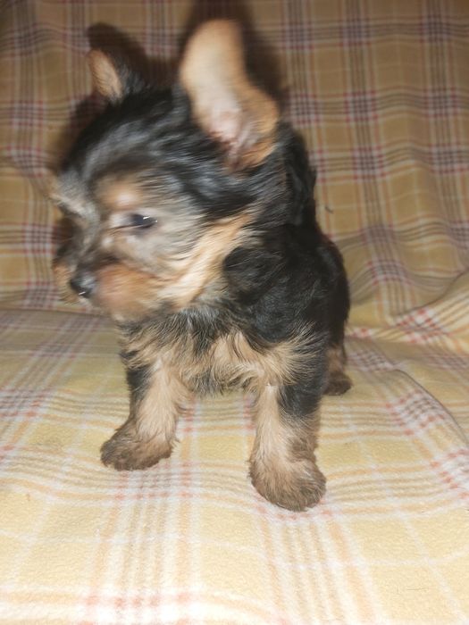 Yorkshire terrier miniatura