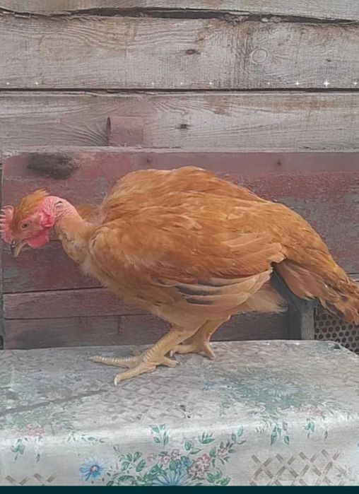 Продам курец мясо-яйчние.ДОМАШНИЕ