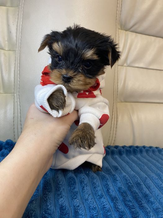 Хлопчик міні йорк