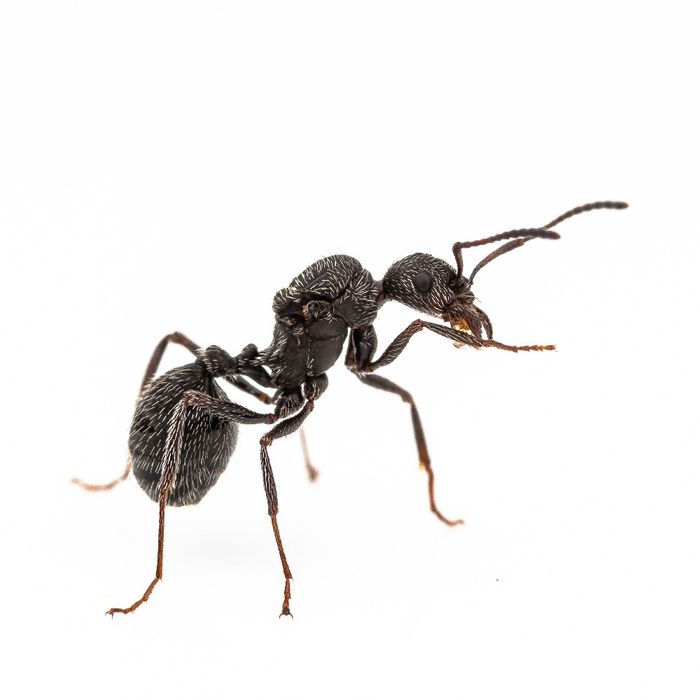 Экзотические Муравьи | Aphaenogaster senilis | Матки/Колонии