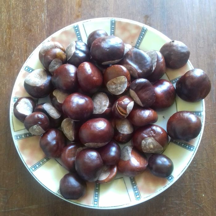 Конские каштаны для питомцев: декоративные и развивающие игры. Игрушка